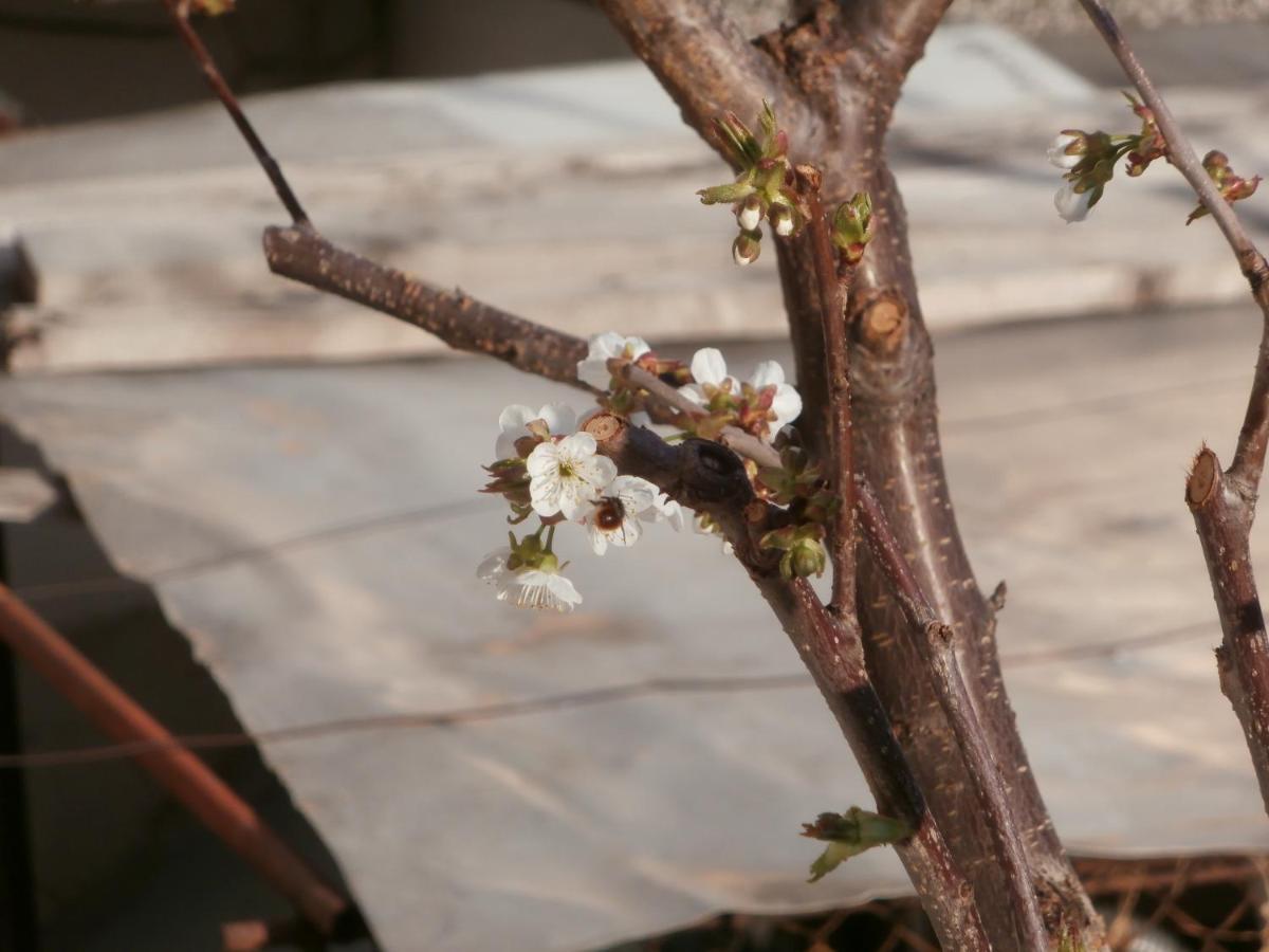 סנדנסקי Apartments In House Silent Nature מראה חיצוני תמונה